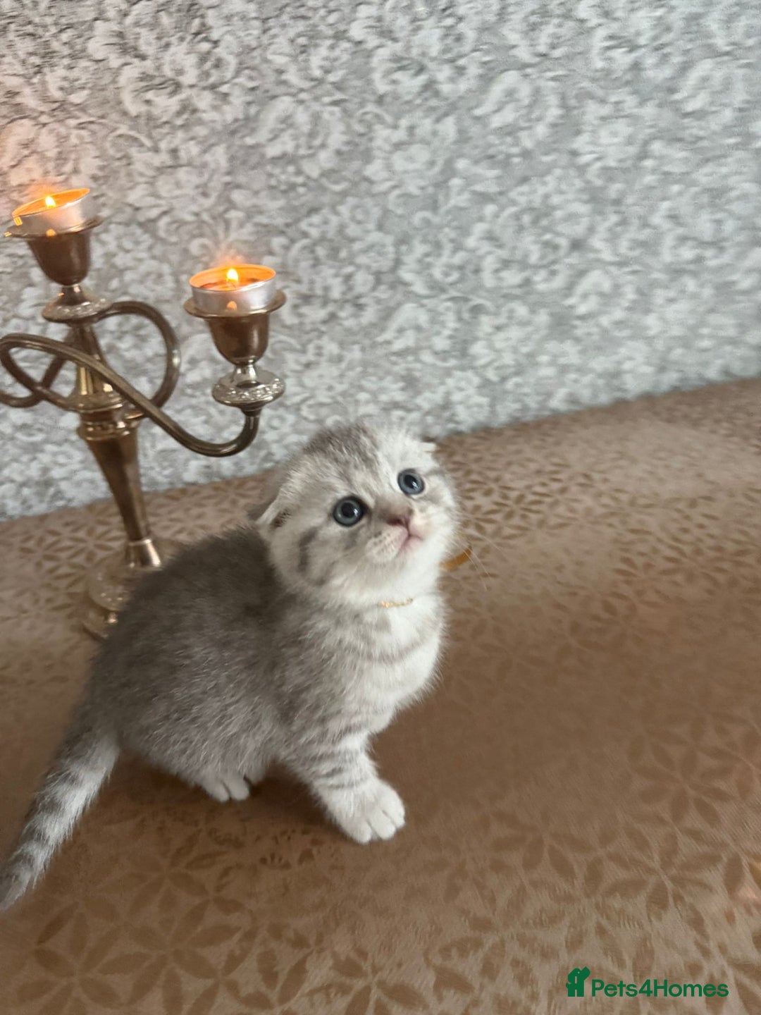 Scottish Fold cats for sale: Adorable Scottish fold silver kittens  - Image 6
