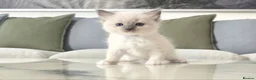Ragdoll cats for sale: 🤍 Pure Ragdoll Kittens Ready to Reserve - Advert 1