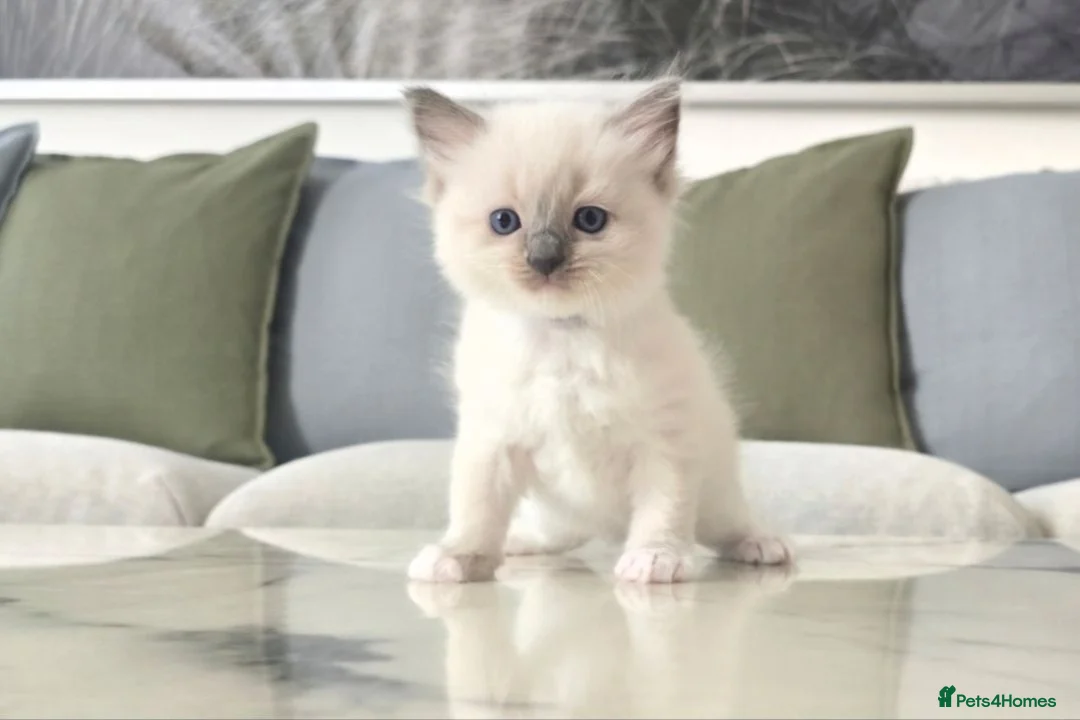 Ragdoll cats for sale: 🤍 Pure Ragdoll Kittens Ready to Reserve - Advert 1