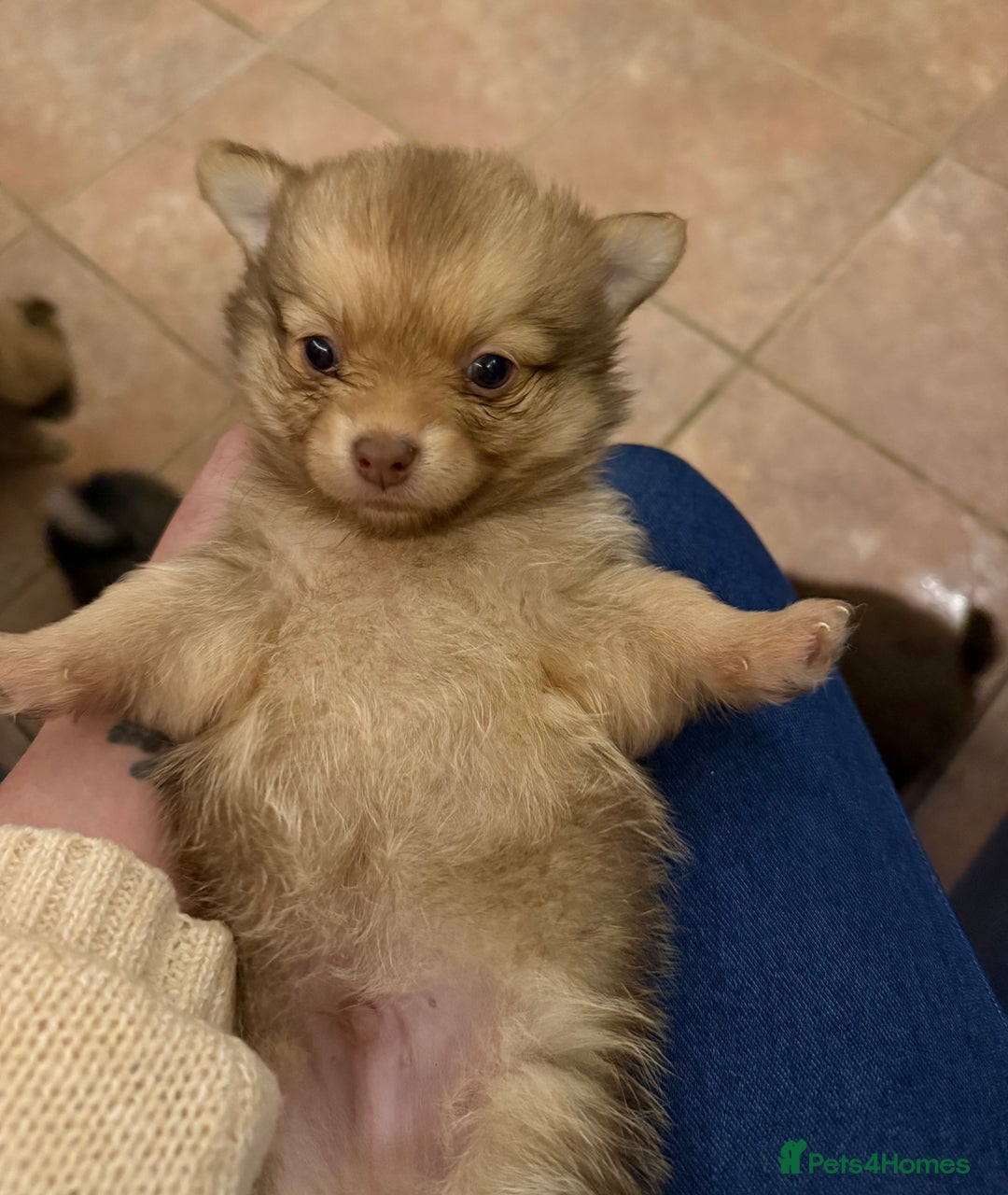 Pomchi dogs for sale: 💙 2 longhair Boys Left 💙 - Advert 2