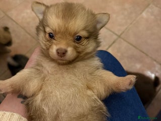 Pomchi dogs 💙 2 longhair Boys Left 💙 - Advert 3