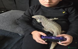 Monitor reptiles for sale: Bosc/savannah monitor for sale - Image 1