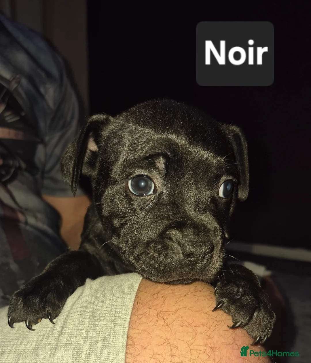 Staffordshire Bull Terrier dogs for sale: Valglo KC Staffordshire Bull Terrier Puppies - Advert 30