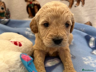 Mini Goldendoodle dogs 🐾STUNNING F1 MINIATURE GOLDEN DOODLES 🐾 - Advert 3