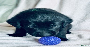 Labrador Retriever dogs - Advert 3