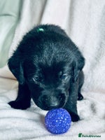 Labrador Retriever dogs - Advert 4