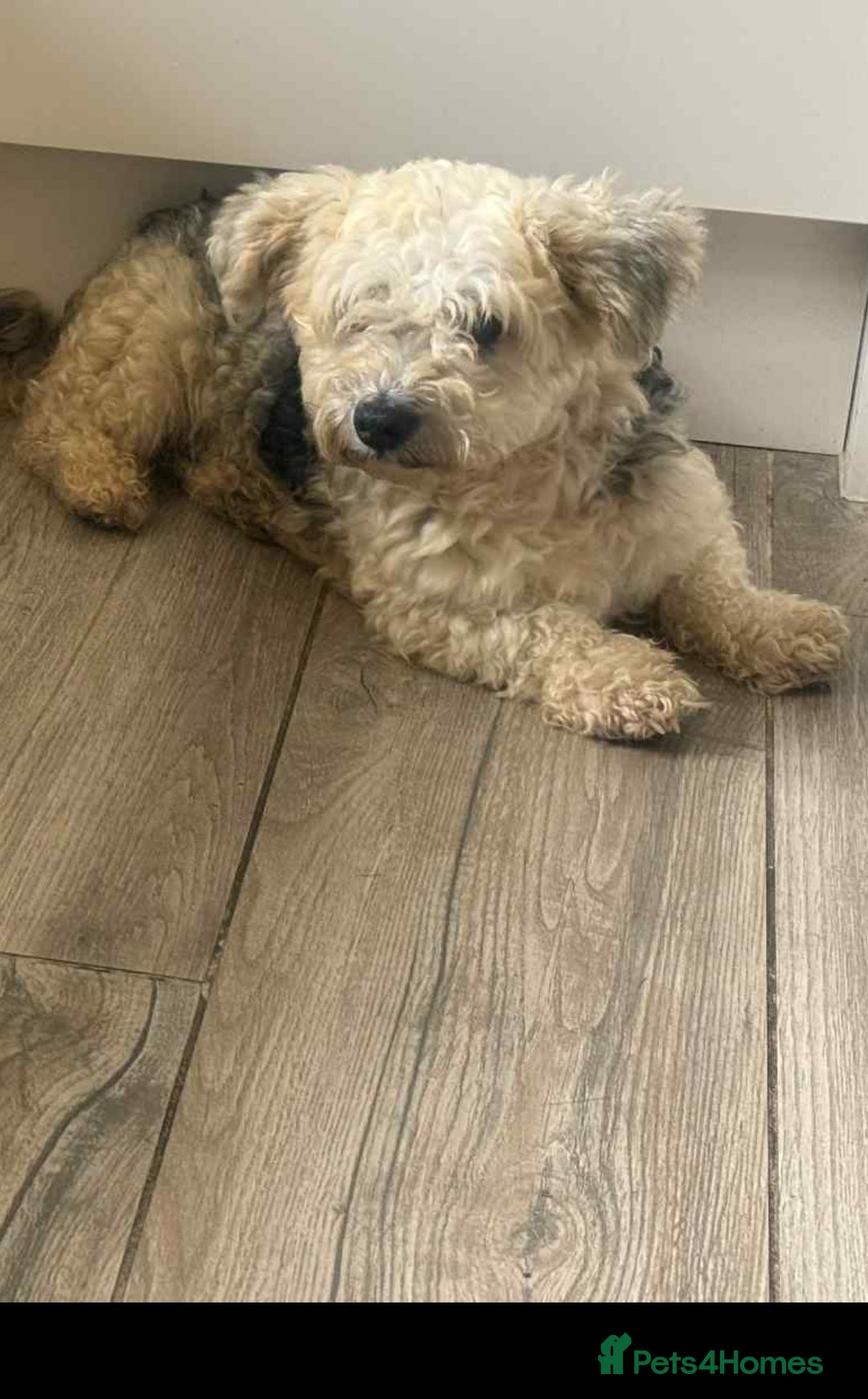 Mixed Breed dogs for adoption: Little Ted, small 5kg male - Image 2