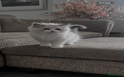 Ragdoll cats for sale: Ragoll Kitten - Image 2