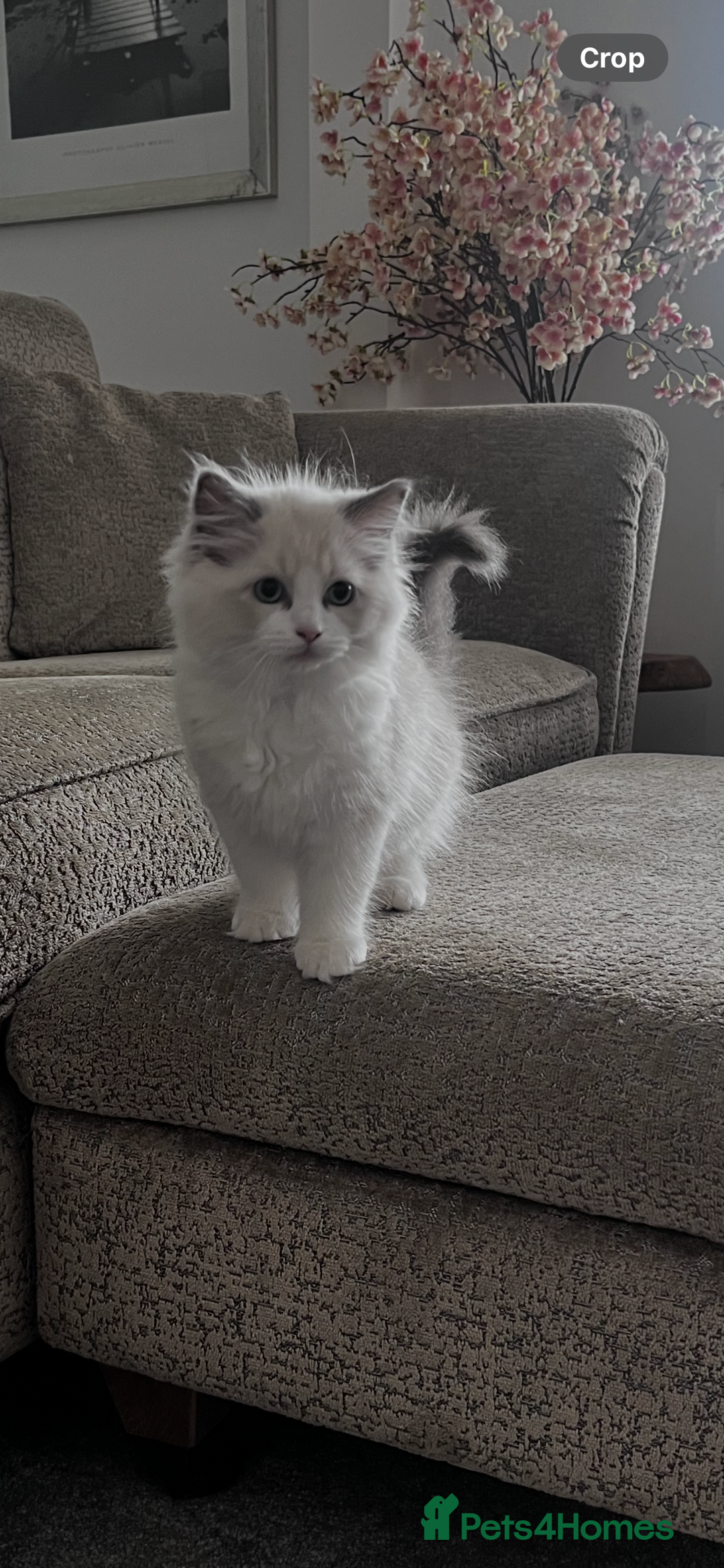 Ragdoll cats for sale: Ragoll Kitten - Image 2
