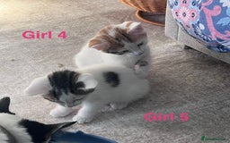 Mixed Breed cats for sale: Mixed calico litter  - Image 4