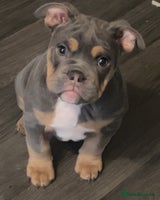 Mixed Breed dogs - Advert 1