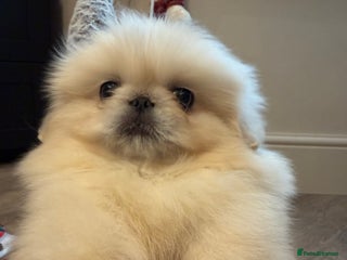Pekingese dogs KC registered last Pekingese’s puppy - reduced - Advert 3