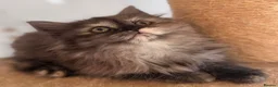 British Longhair cats for sale: Top quality BLH kittens new lines! in Rushden - Advert 14