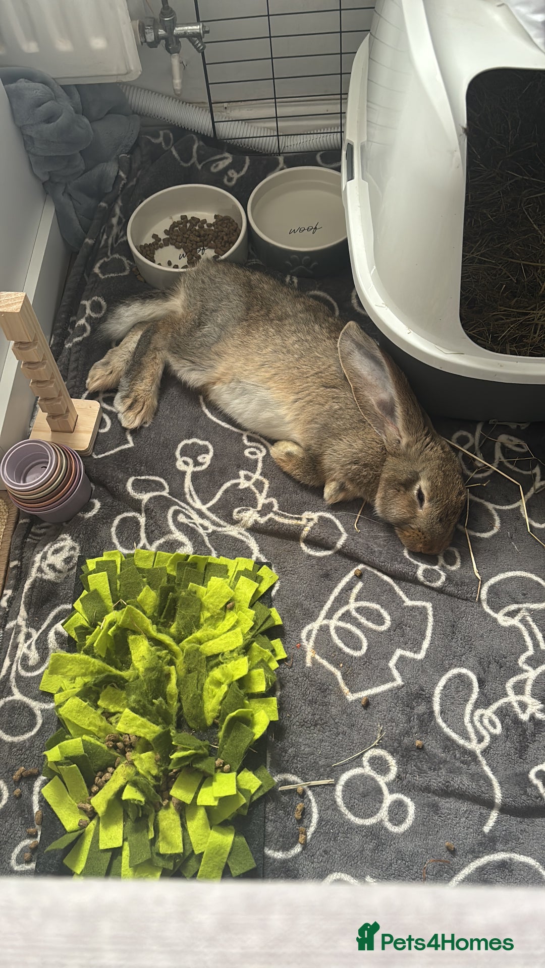 Continental Giant rabbits for sale: Míro The Continental Giant Rabbit - Advert 14