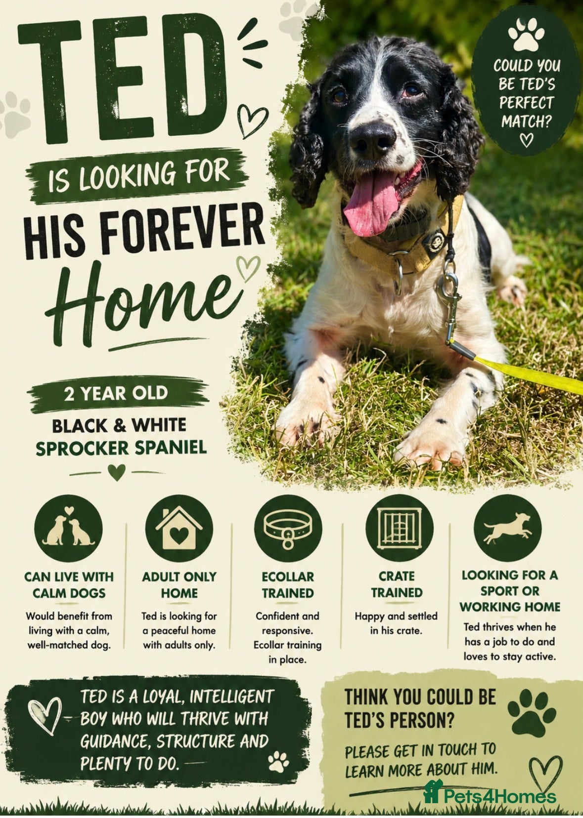 Sprocker dogs Ted looking for a gundog home  - Advert 16