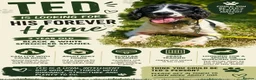 Sprocker dogs for sale: Ted looking for a gundog home  - Advert 1