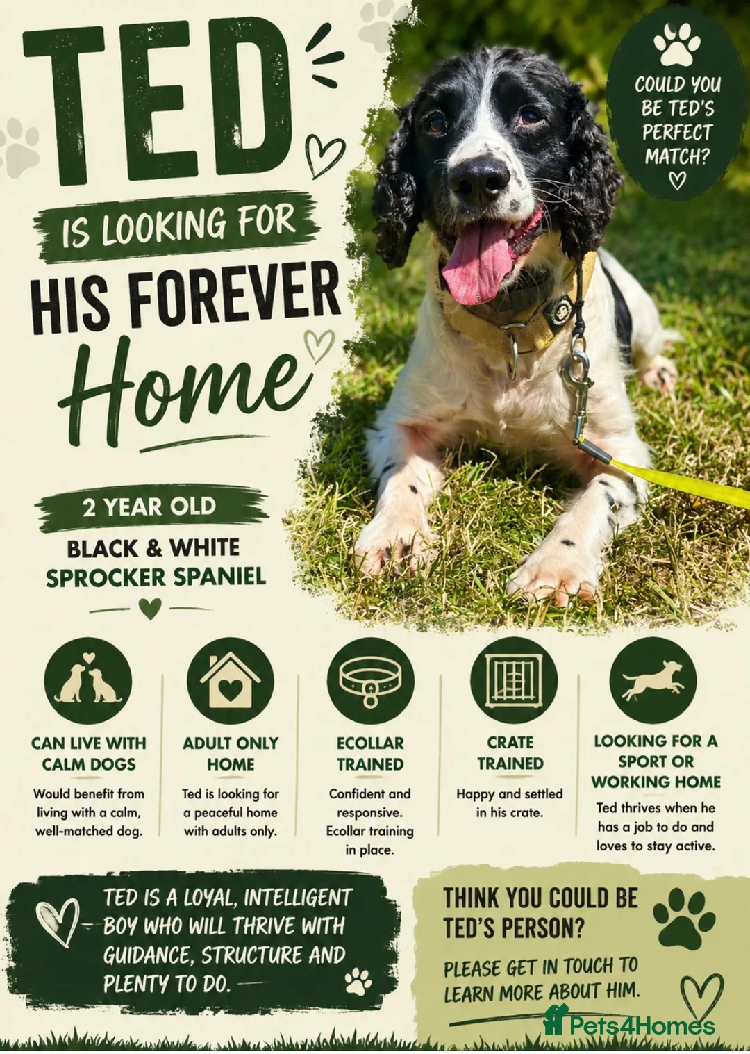 Sprocker dogs for sale: Ted looking for a gundog home  - Advert 1