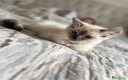 Ragdoll cats for sale: Ragdoll kitten for sale - Image 2