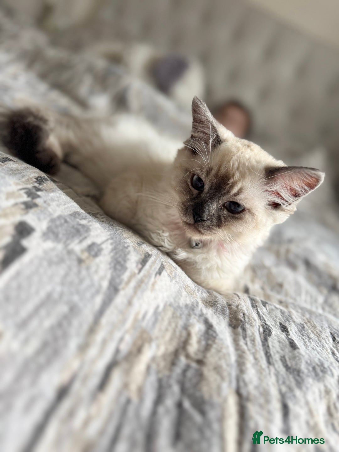 Ragdoll cats for sale: Ragdoll kitten for sale - Image 2