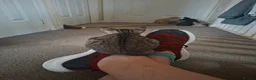 Oriental cats for sale: Beautiful Oriental Cross kittens - Advert 12