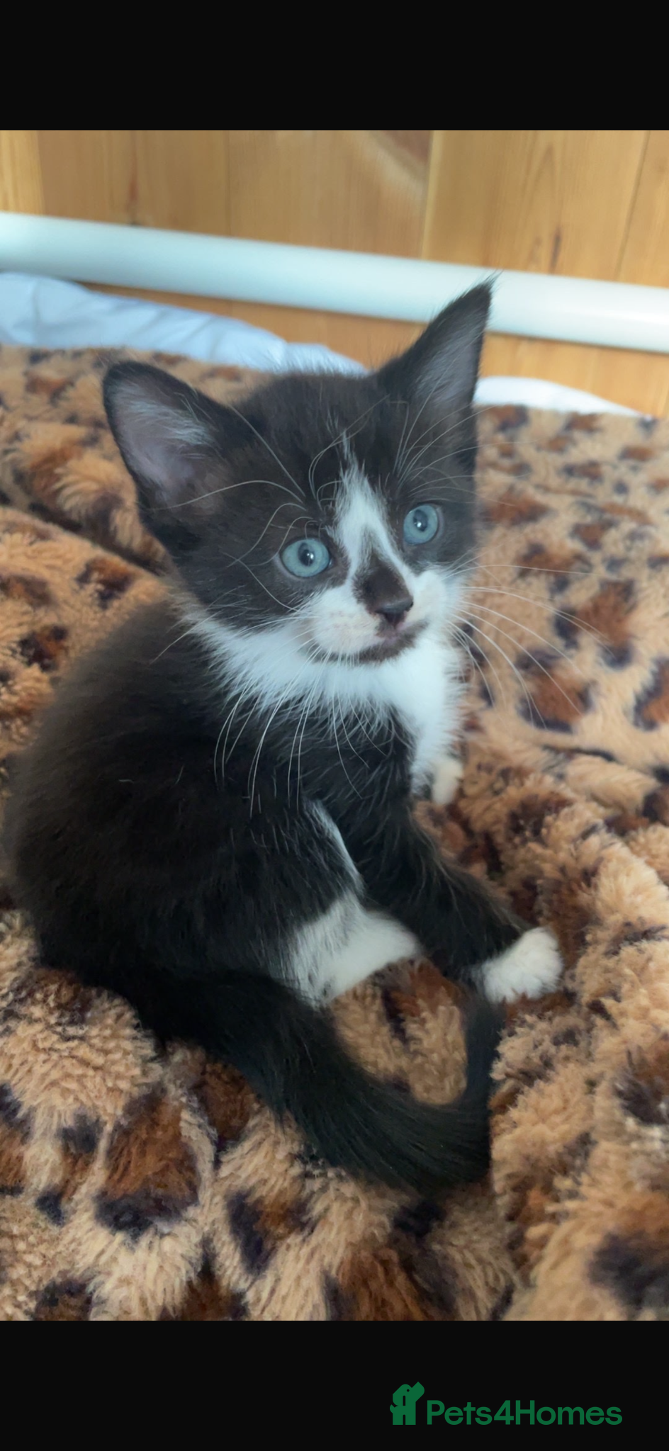Mixed Breed cats Mixed breed kittens  - Advert 22