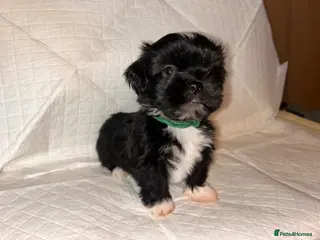 Lhasa Apso dogs LAST KC Lhasa PUP (READY TO GO)PRA4 CLEAR - Advert 1