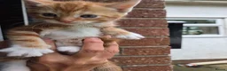 Mixed Breed cats for sale: Ginger girls and tortashell Kittens male & female  in Beaworthy - Advert 17