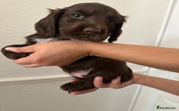 Cocker Spaniel dogs for sale: Show-Type Cocker Spaniels - Image 5