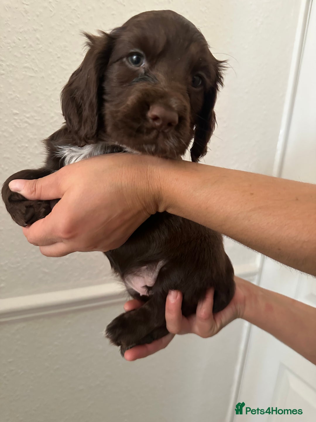 Cocker Spaniel dogs for sale: Show-Type Cocker Spaniels - Image 5