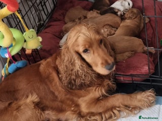 Cocker Spaniel dogs for sale: Charming English Show Cocker Spaniel Puppies - Advert 1