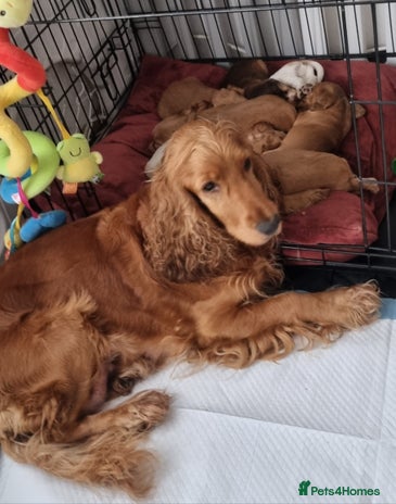 Cocker Spaniel dogs Charming English Show Cocker Spaniel Puppies - Advert 14