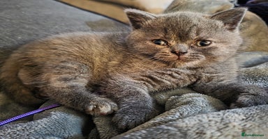 British Shorthair cats - Advert 3