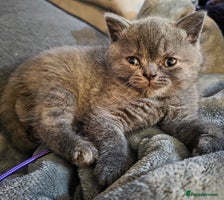 British Shorthair cats - Advert 2