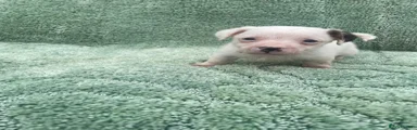 Jack Russell 4
