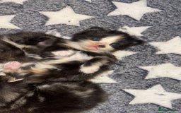 Turkish Angora cats for sale: Friendly, Cute & Cuddly Kittens – Ready 10/12  - Advert 12