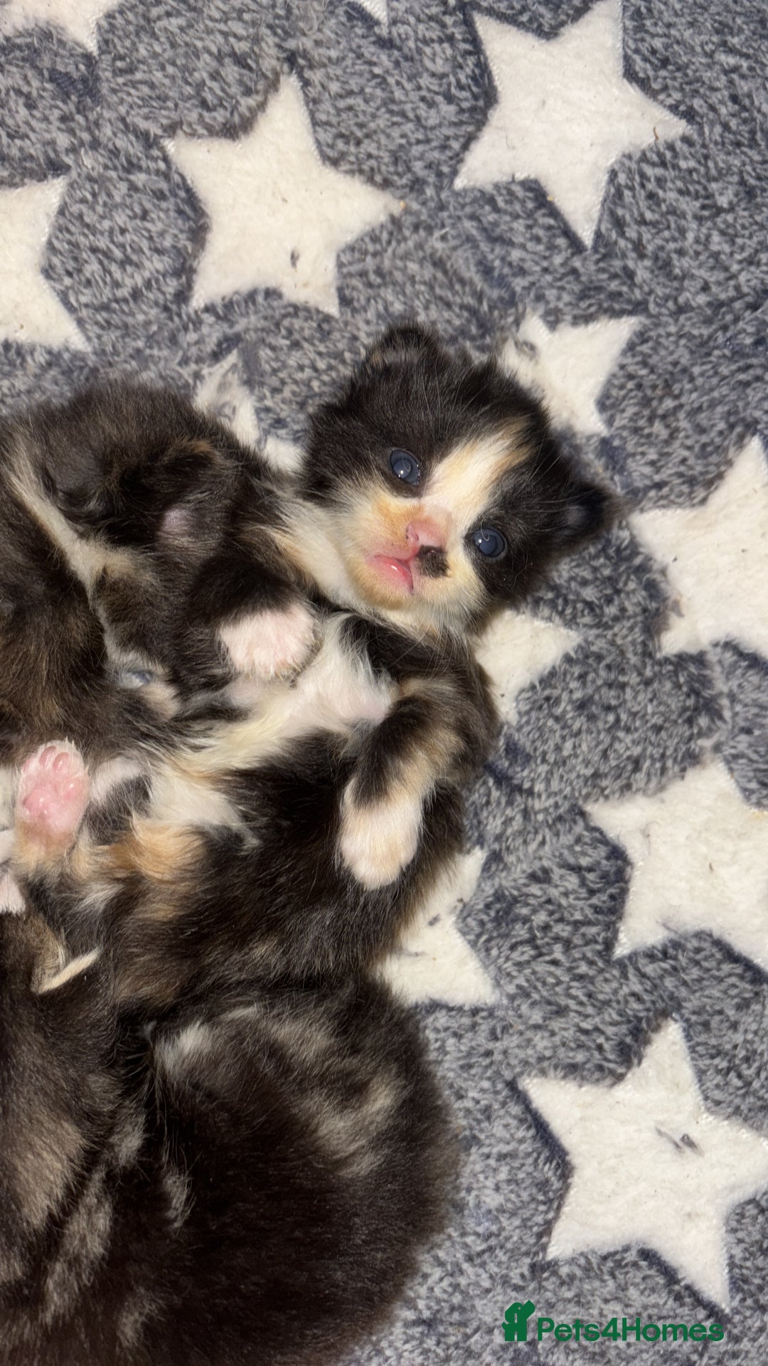 Turkish Angora cats for sale: Friendly, Cute & Cuddly Kittens – Ready 10/12  - Advert 12