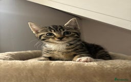 Domestic Shorthair cats for sale: 3 female kittens - Image 4