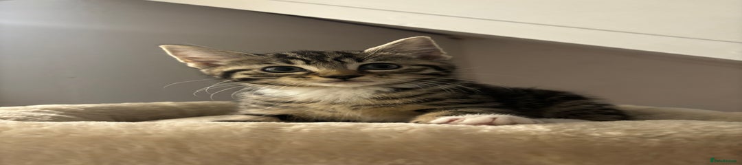 Domestic Shorthair Kitten 2