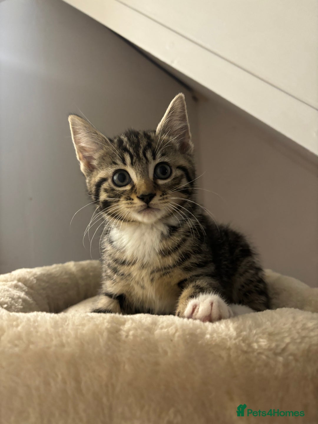 Domestic Shorthair cats for sale: 3 female kittens - Image 4