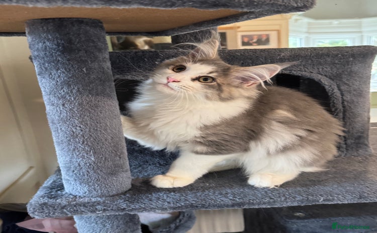 Maine Coon cats - Advert 5
