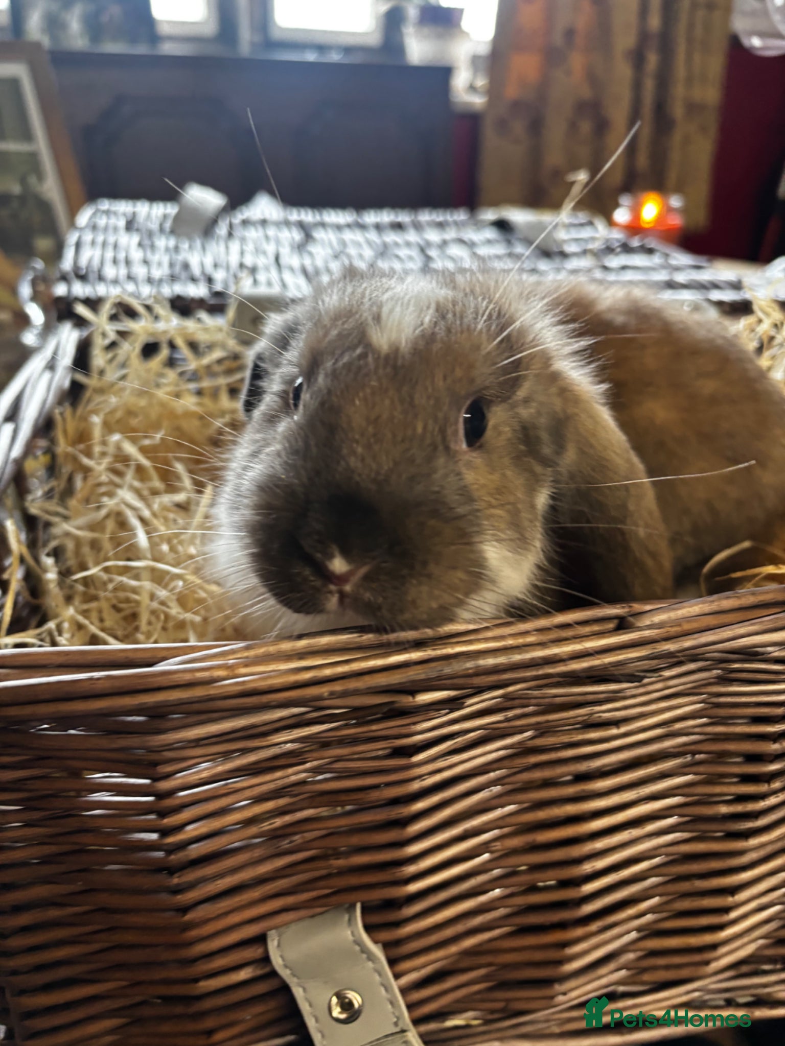 French Lop rabbits Beautiful baby giant lops - Advert 1