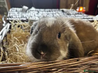 French Lop rabbits Beautiful baby giant lops - Advert 1