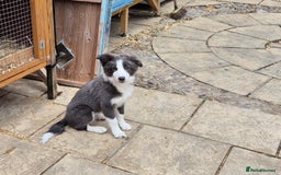 Border Collie dogs for sale: Stunning KC registered blue and white bitch  - Image 9
