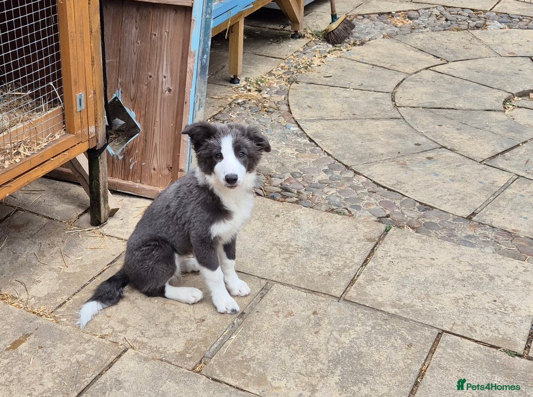 Border Collie dogs for sale: Stunning KC registered blue and white bitch  - Image 9
