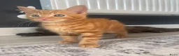 Mixed Breed cats for sale: Very sweet kittens - Advert 13