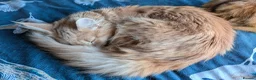 Maine Coon cats for sale: Fawn Maine Coon Girl - Advert 5