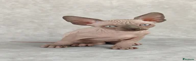 Sphynx Kitten 2