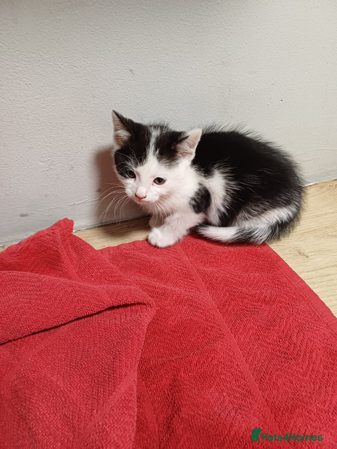 Mixed Breed cats for sale: 3 playful kittens  - Advert 4