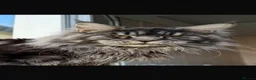 Maine Coon cats for sale: XXL RUSSIAN MAINE COON KITTENS - Advert 1