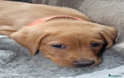 Labrador Retriever dogs for sale: Labrador Pupsfor Sale – Yellow, Chocolate, Black  - Image 13